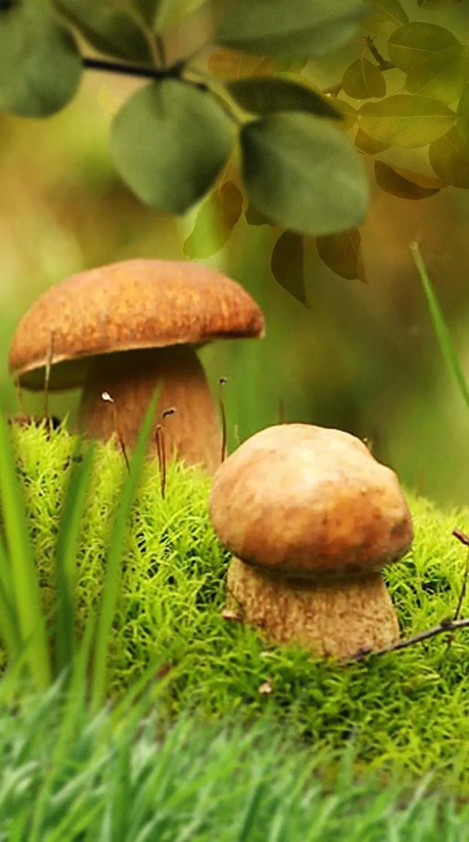 Mushrooms Screen Saver Nise Awesome Wallpaper