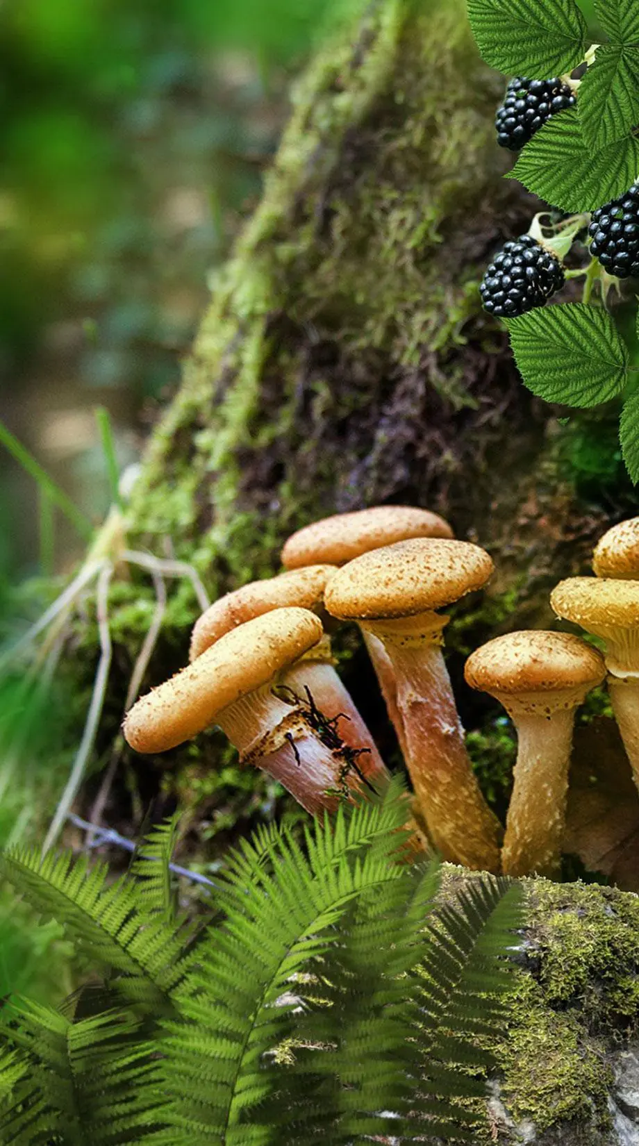 Mushrooms Summer Fantasy Best Wallpaper