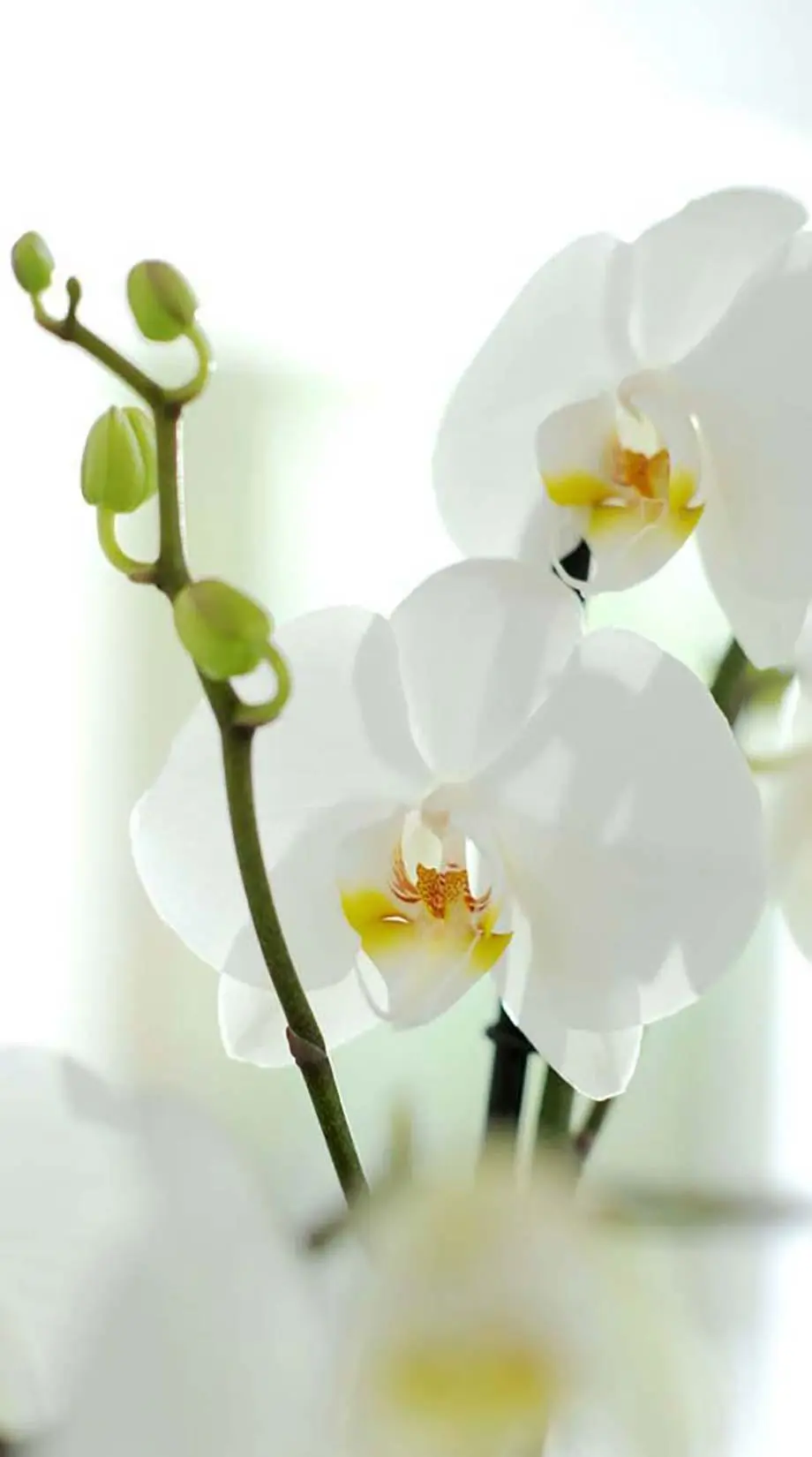 Orchid Android Nise Wonderful Wallpaper