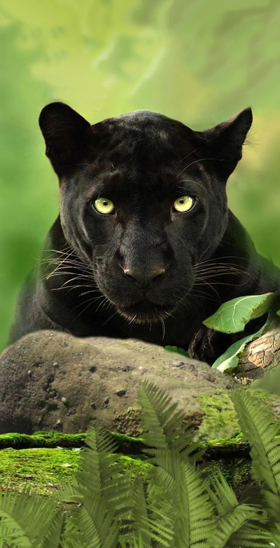 Panther Screen Saver Nise Nice Wallpaper