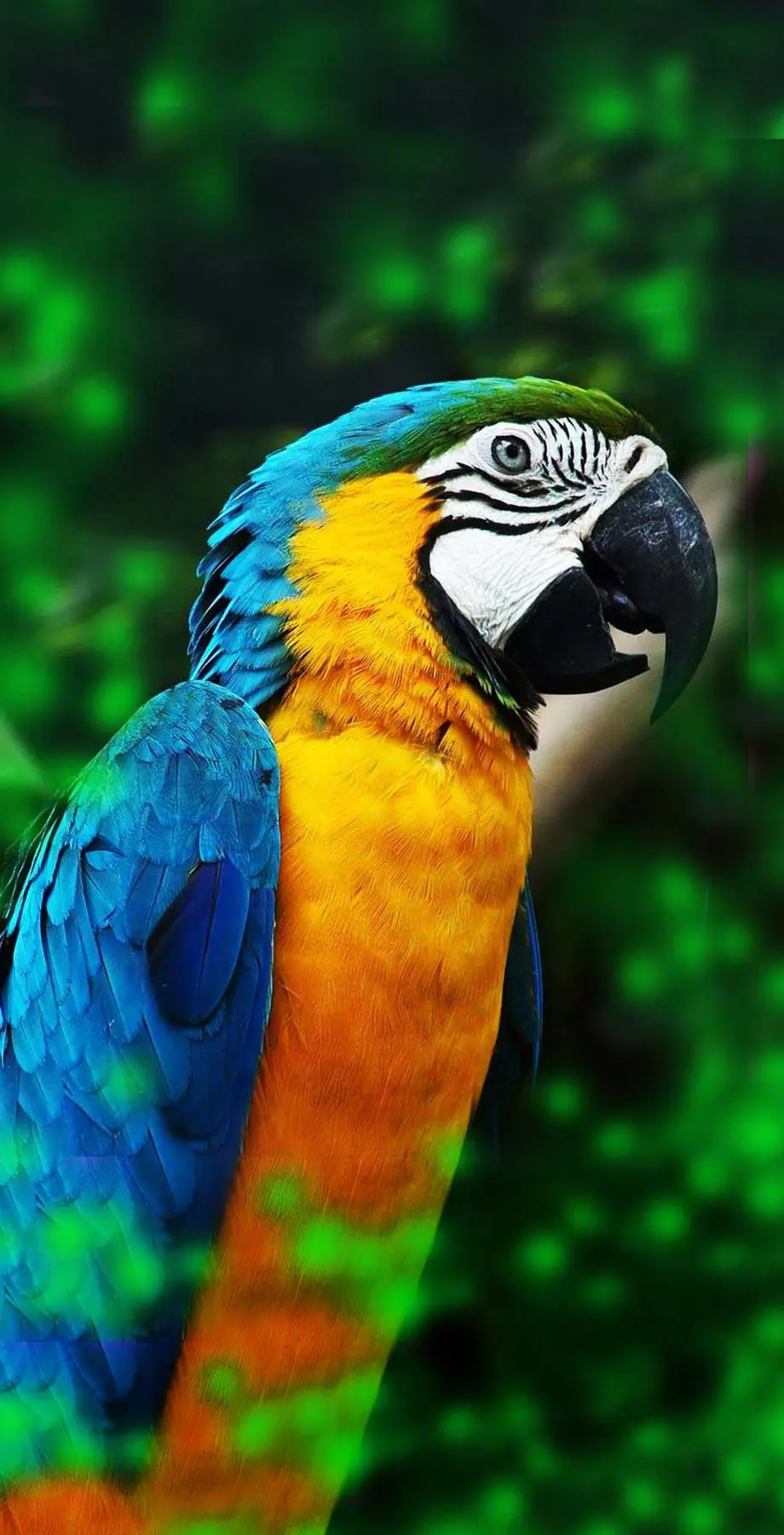 Parrot Birds Mod Awesome Background