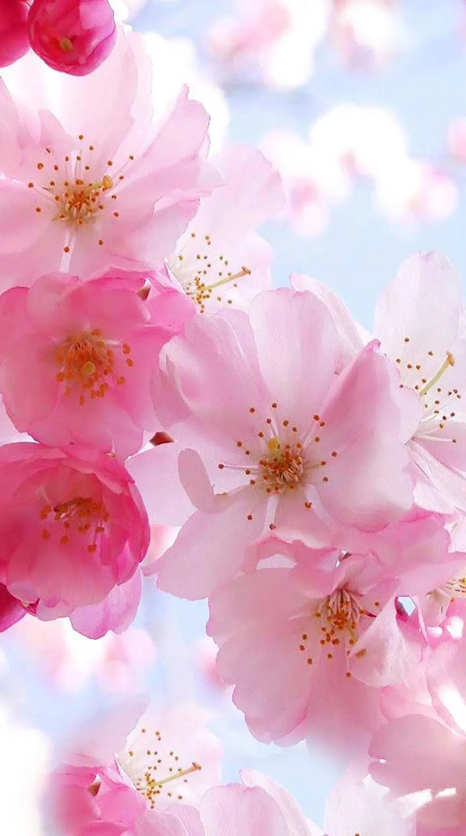 Sakura Screen Saver Nise Beautiful Wallpaper