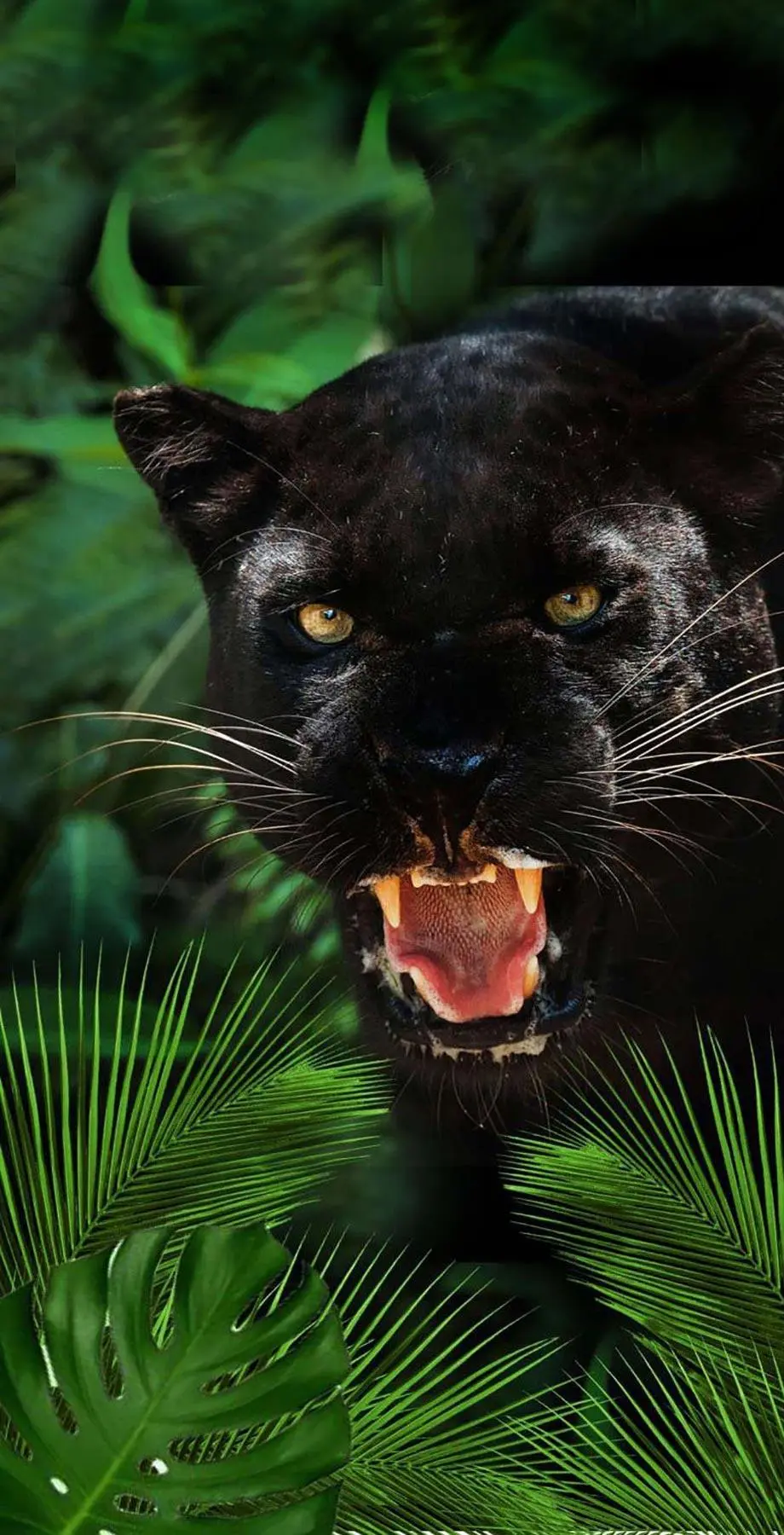 Screen Saver Panther Best Top Background