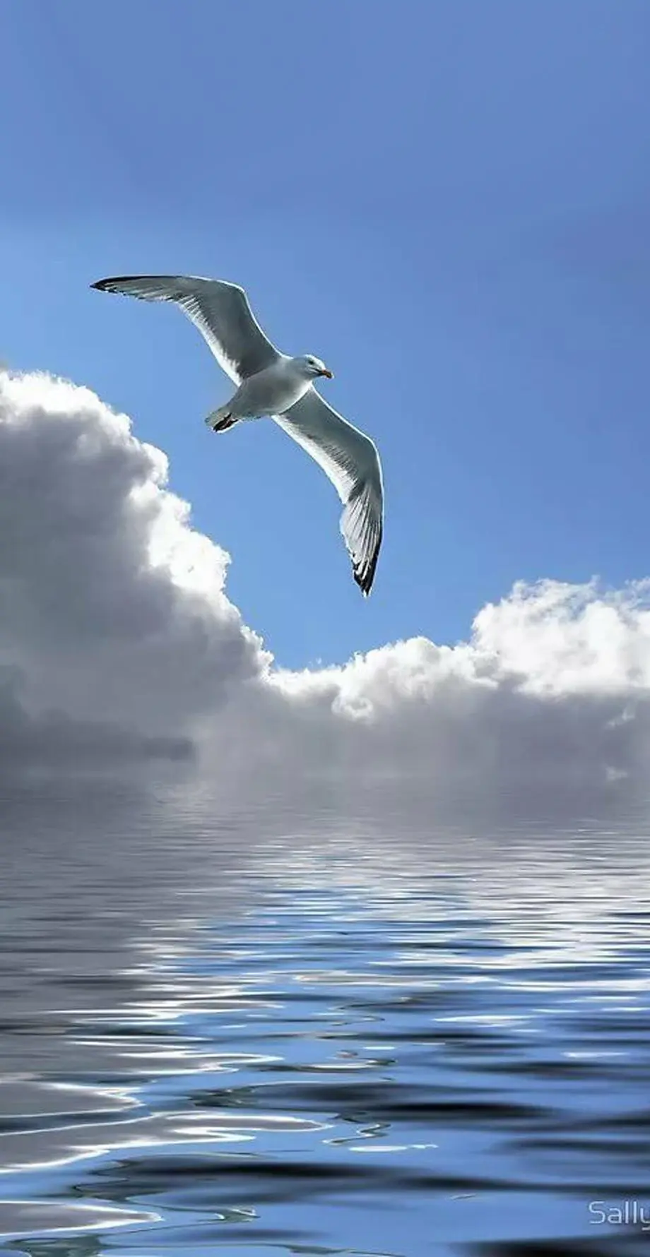 Seagull Birds Gallery Great Wallpaper Background, new phone wallpaper, i Phone 15 Pro Max wallpaper background, i Phone 11 wallpaper, Samsung galaxy s22 wallpaper background, Galaxy S24 wallpaper background, MEIZU wallpaper background for desktop, for PC, for computer