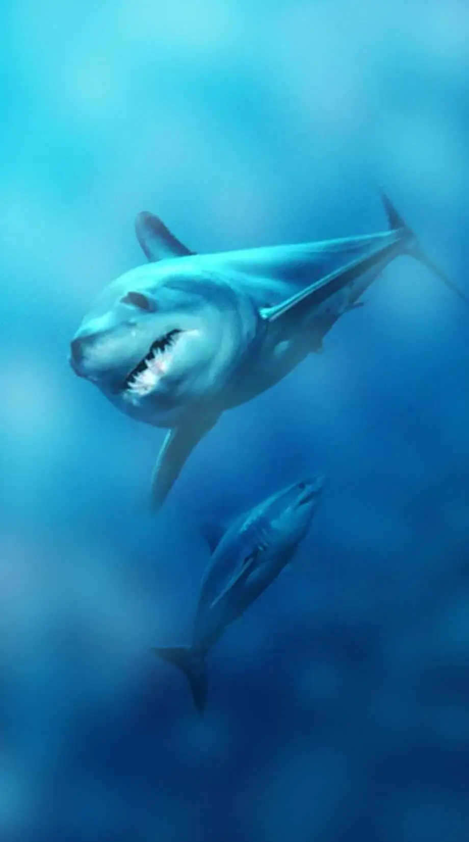 Shark iPhone Angry Perfect Background idea