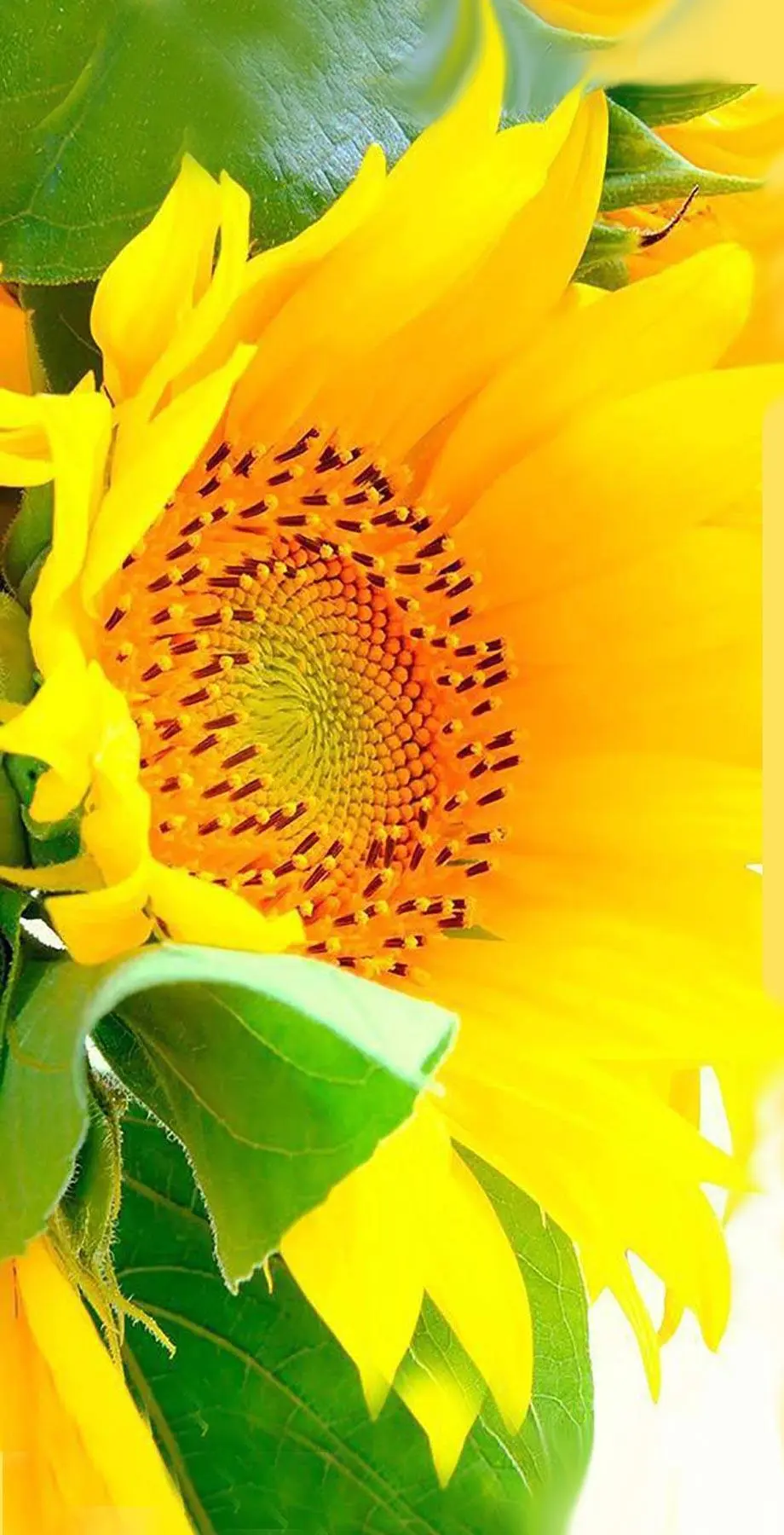 Sunflowers Android New Amazing Wallpaper