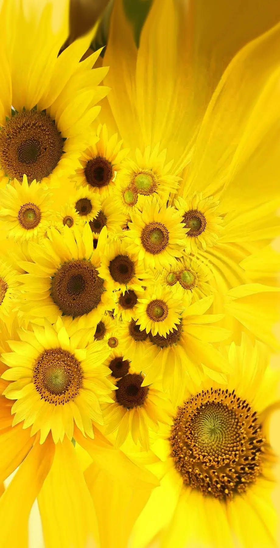 Sunflowers Lock Screen Best Cool Background