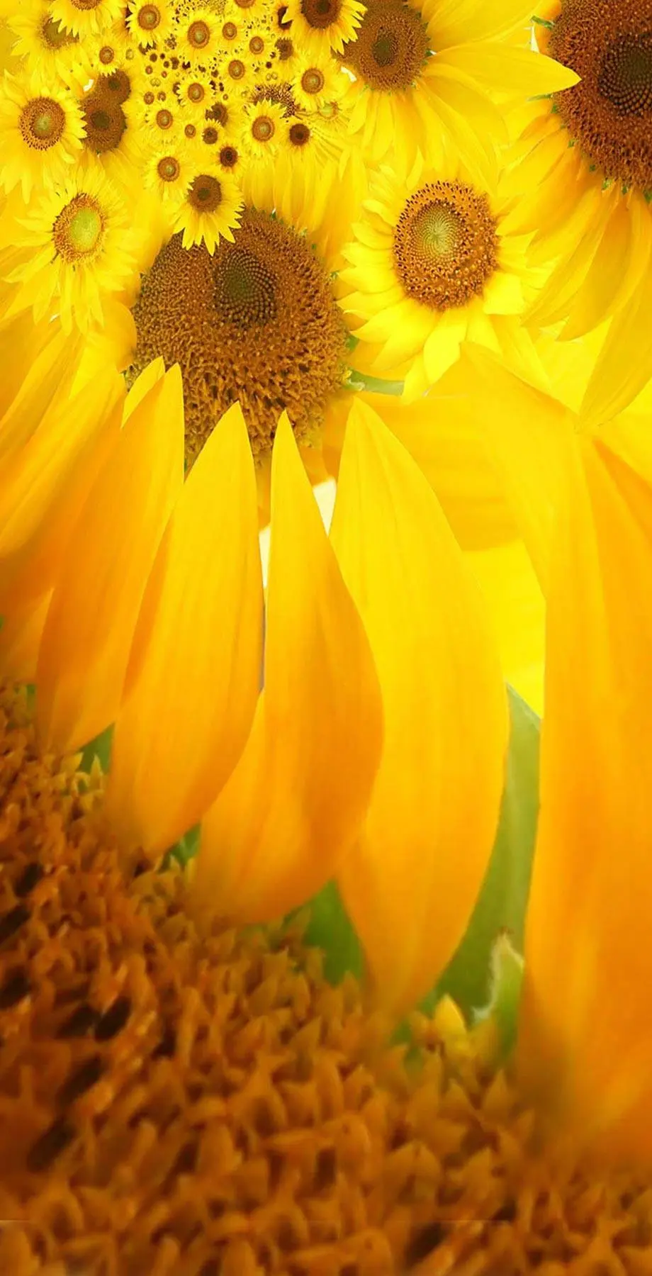 Sunflowers Lock Screen New Amazing Background