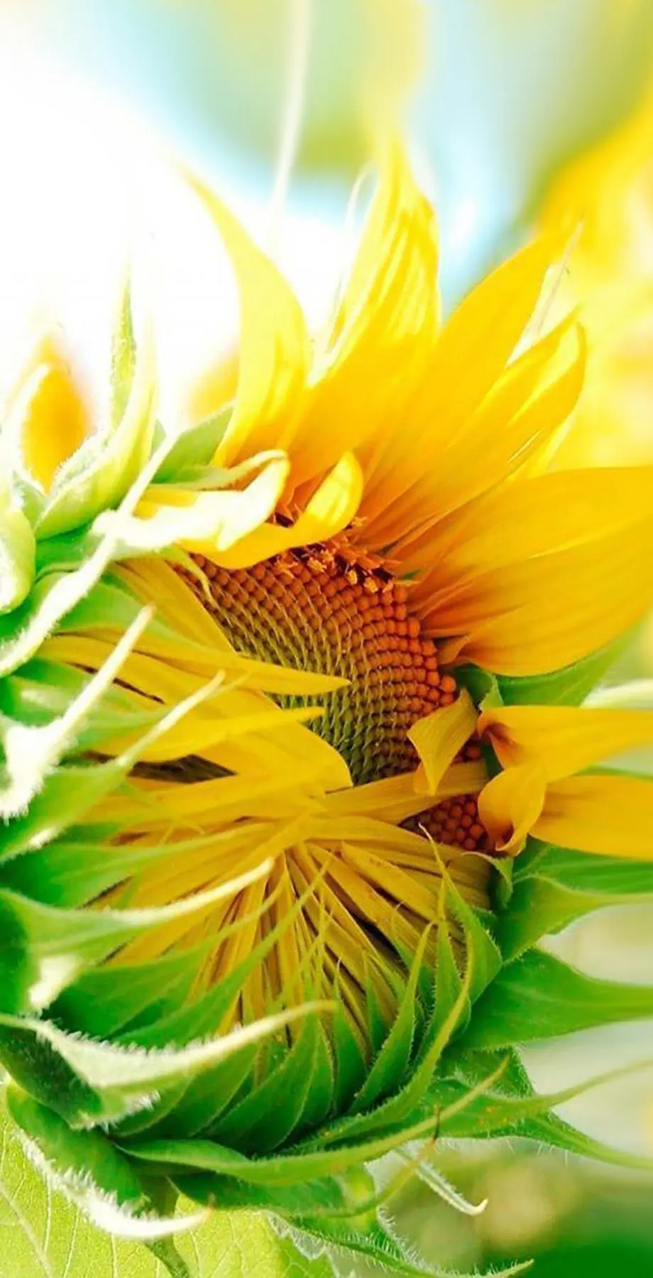 Sunflowers Screen Saver Nise Cool Background