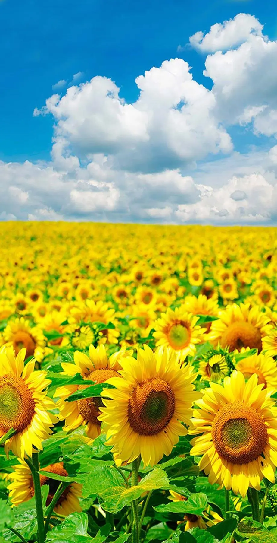 Sunflowers Screen Saver Original Perfect Wallpaper background