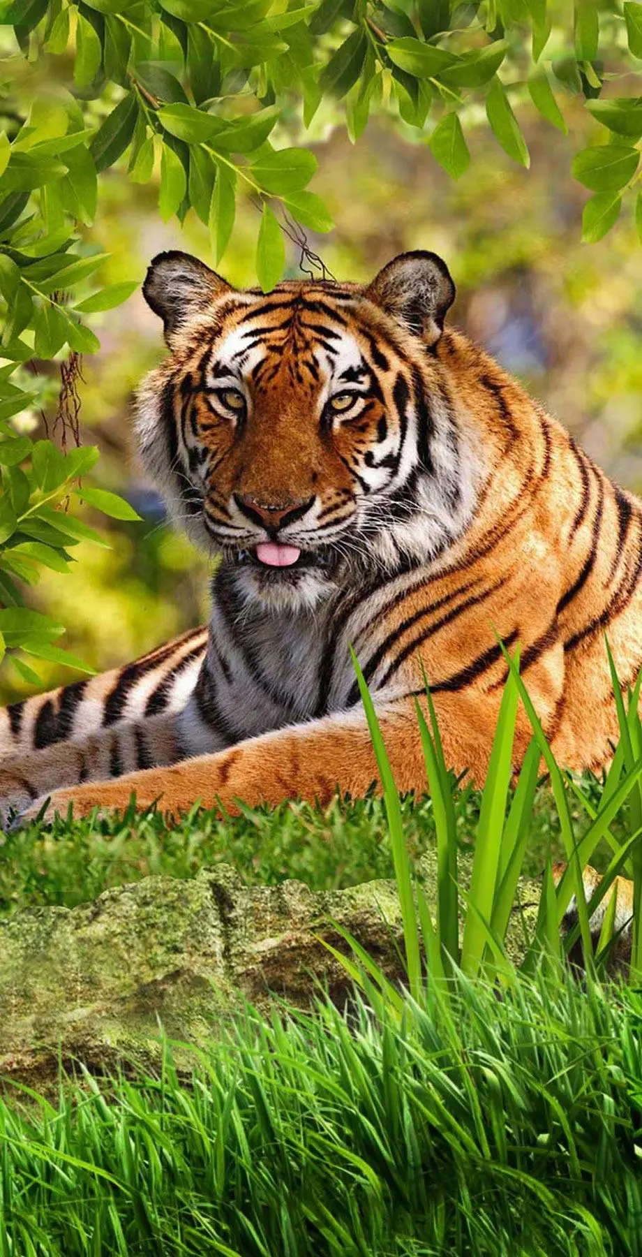 Tigers Animal Aesthetic Amazing Wallpaper background