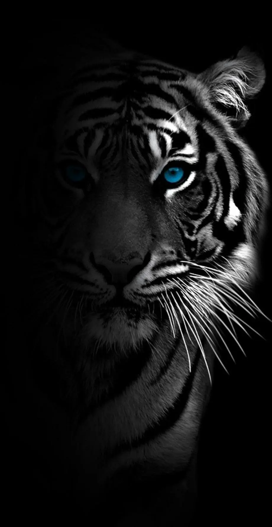 Tigers Screen Saver Nise Top Wallpaper