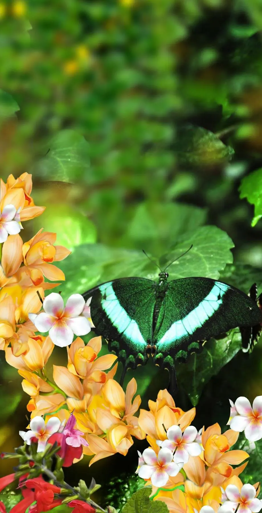 Tropical Butterflies Exotic Cool Wallpaper picture