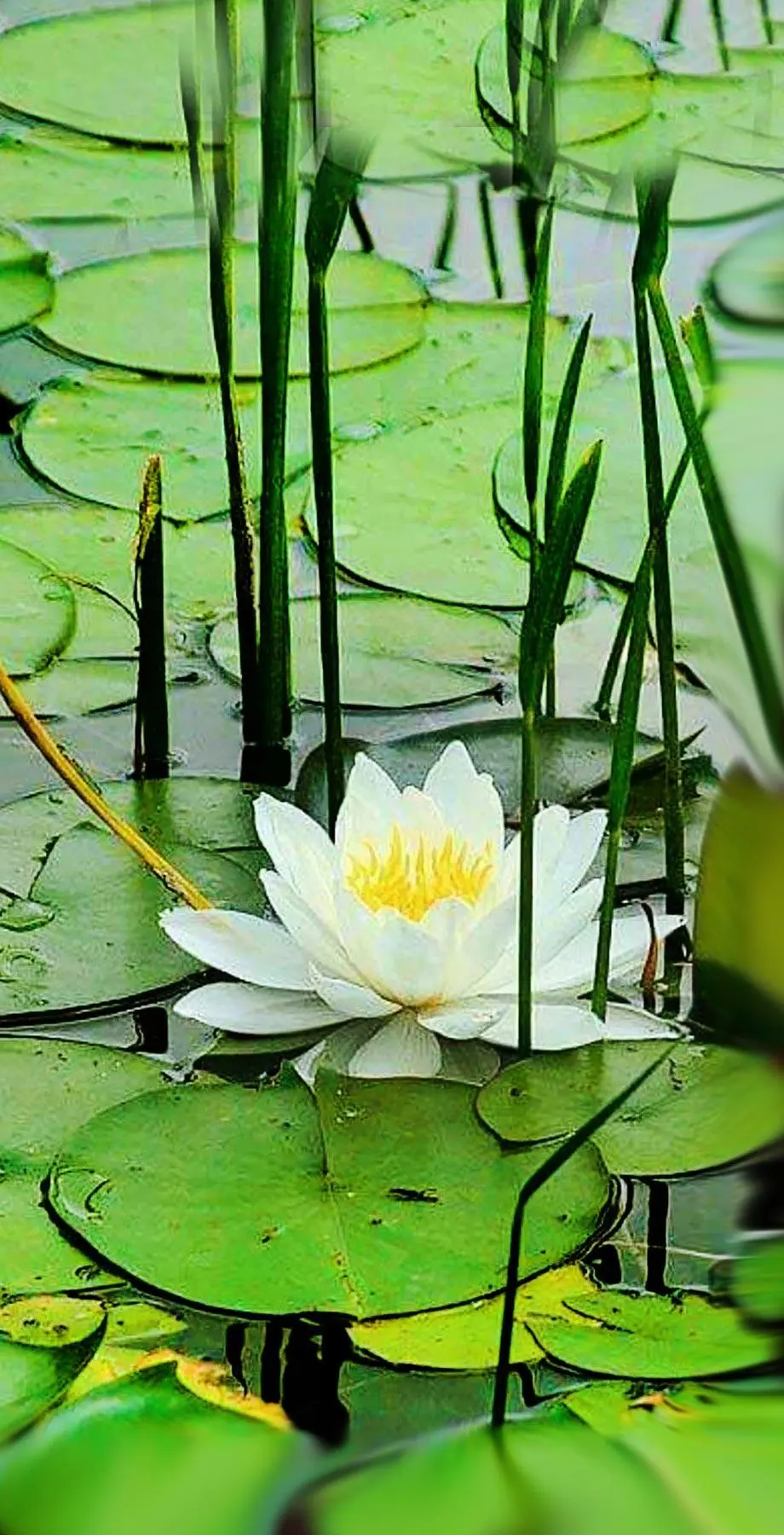 White Lotus Nature Cute Wallpaper picture