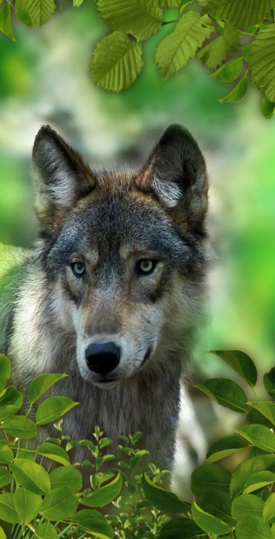 Wolf Photo Free Best Wallpaper