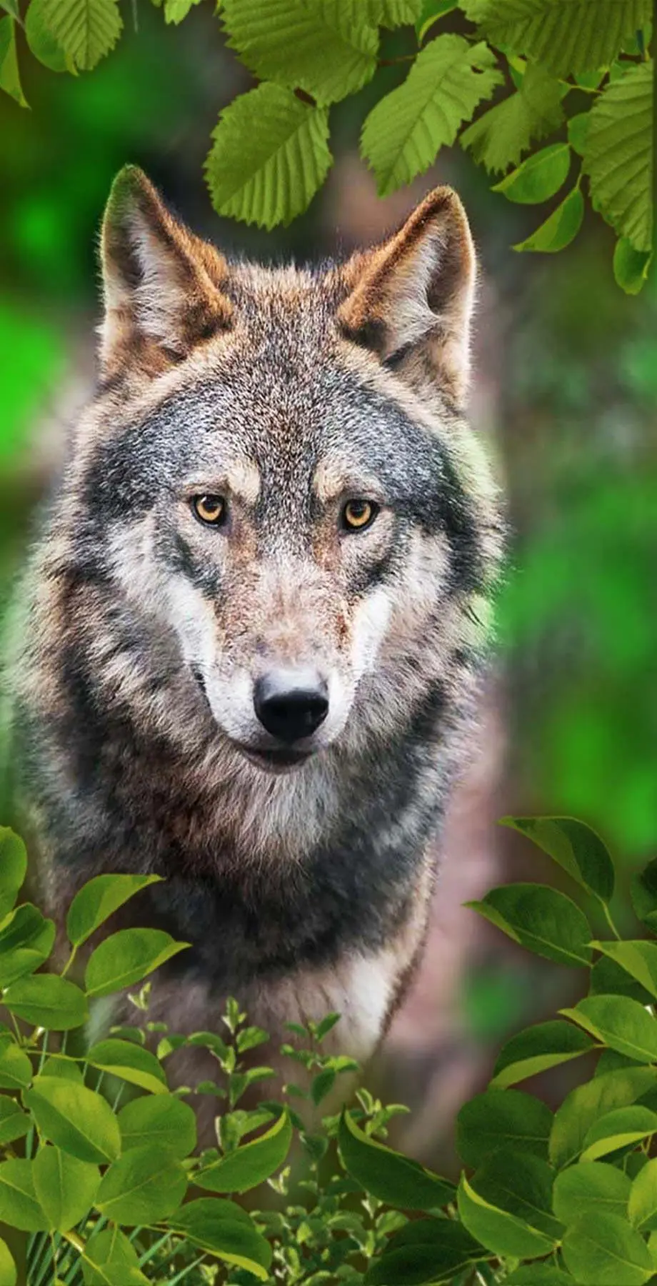 Wolf Real Beautiful Great Background Screen image, iphone wallpaper background, i Phone 13 wallpaper, iPhone 15 Plus wallpaper background, Samsung galaxy s8 wallpaper background, Galaxy S24 Ultra wallpaper background, ZTE wallpaper background, for desktop, for PC, for computer