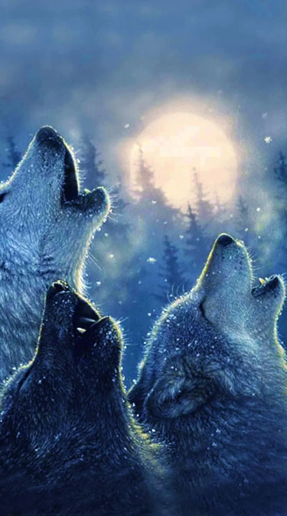 Wolf Snow Cool Beautiful Background