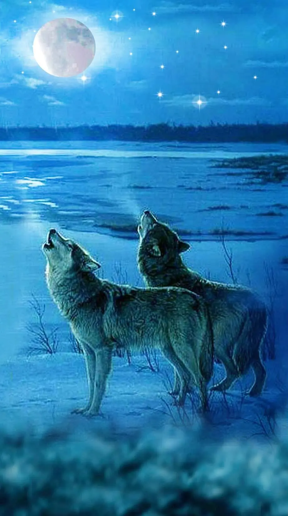 Wolf Snow Photo Best Wallpaper