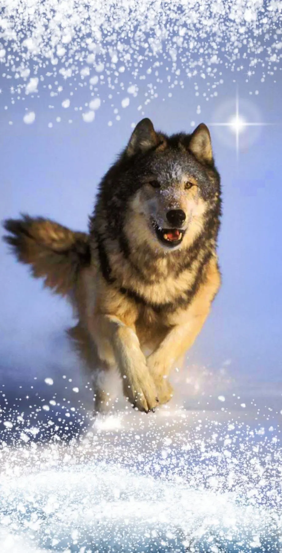 Wolf Winter Stylish Excellent Wallpaper Wallpaper, new phone wallpaper background, i Phone 11 wallpaper, i Phone 10 wallpaper, Samsung galaxy s4 wallpaper background, Galaxy s 22 wallpaper background, VIVO wallpaper background, for desktop, for PC, for computer