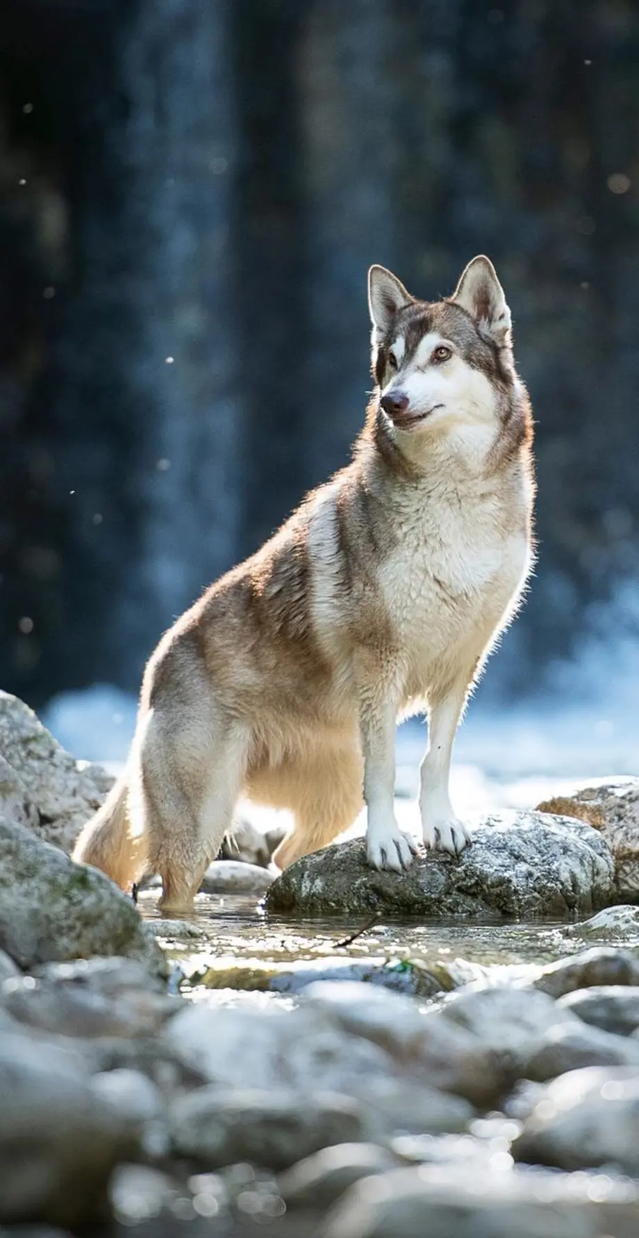 Wolves White Aesthetic Amazing Background