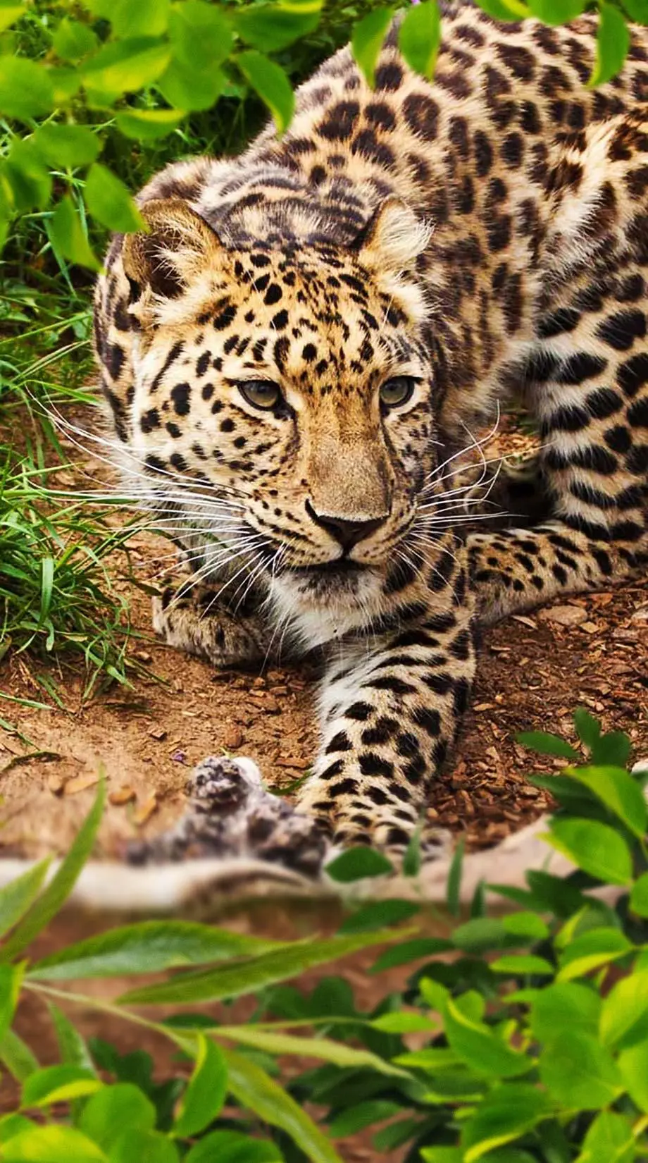 iPhone Leopard Wild Amazing Background